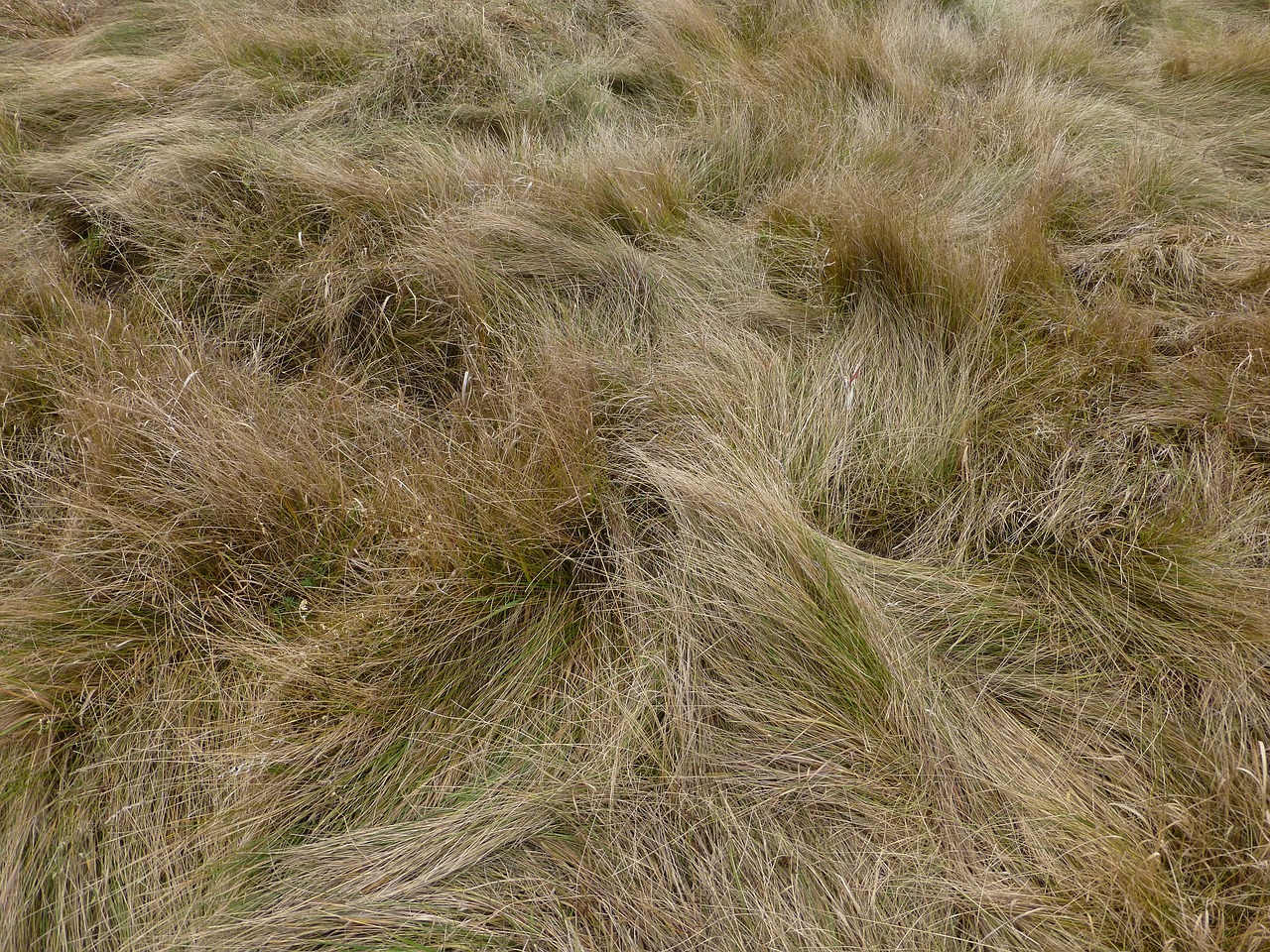 meadow grass herb free photo