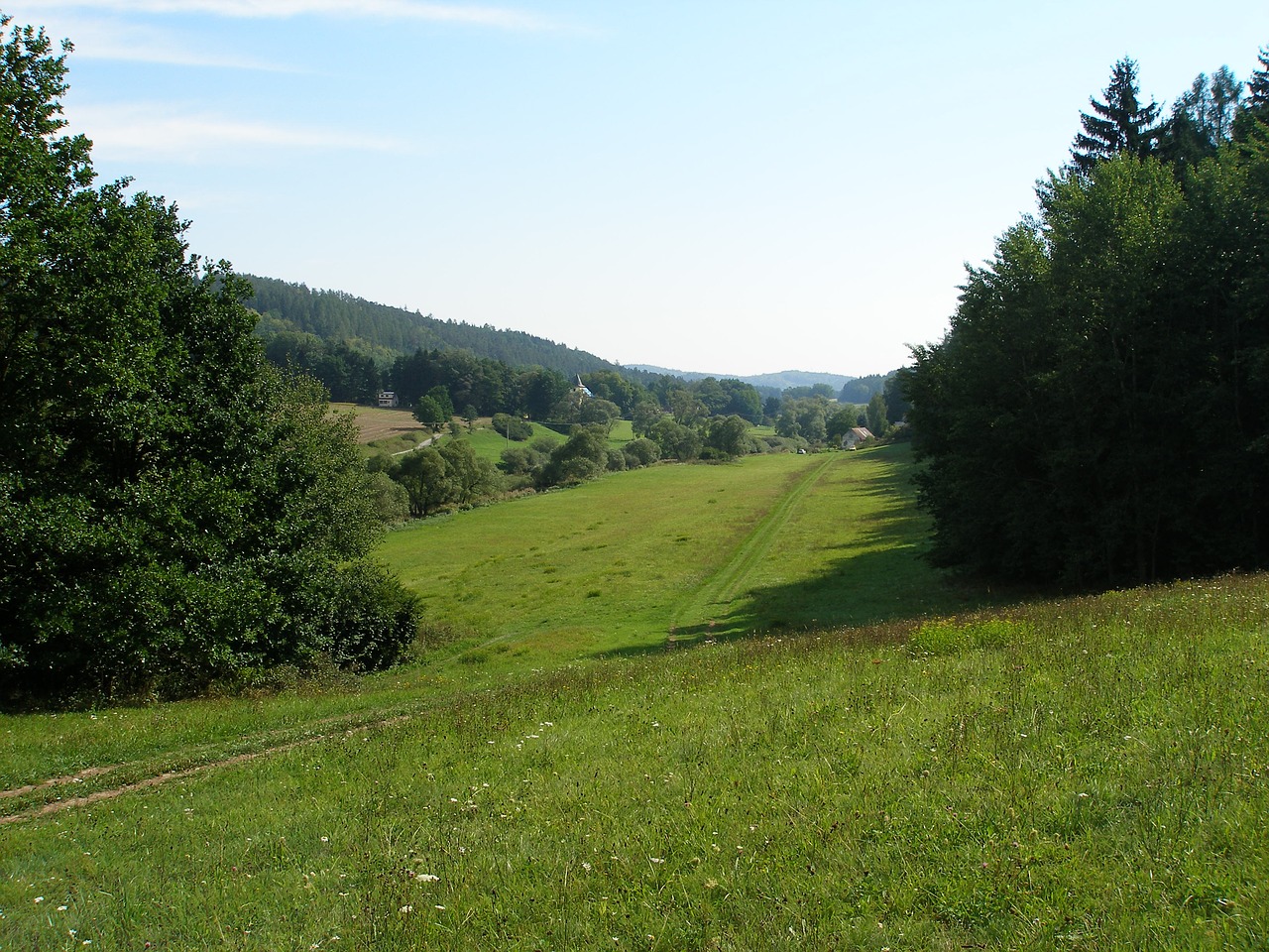 meadow summer forest free photo