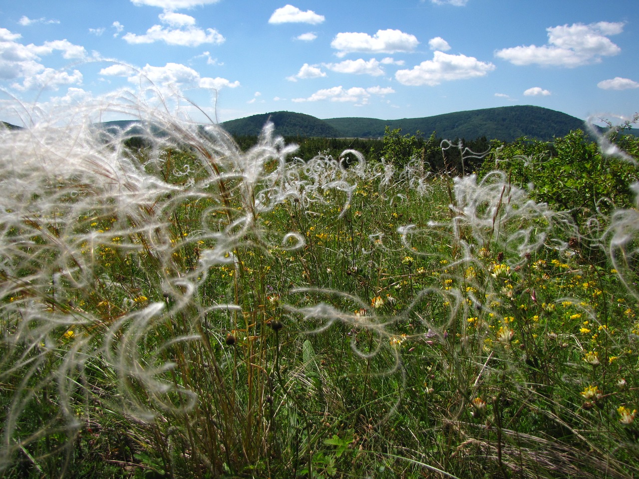 meadow wildflower stipa free photo