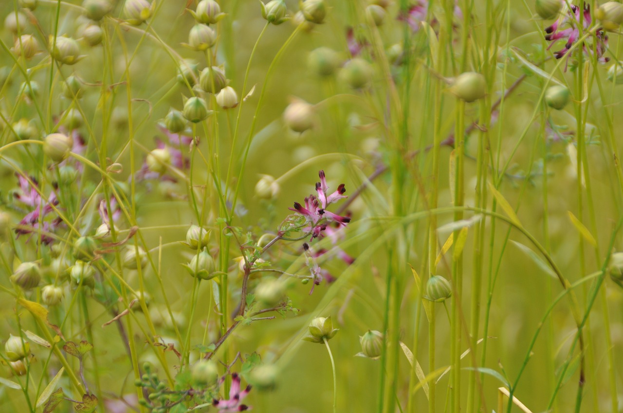 meadow flowers green free photo