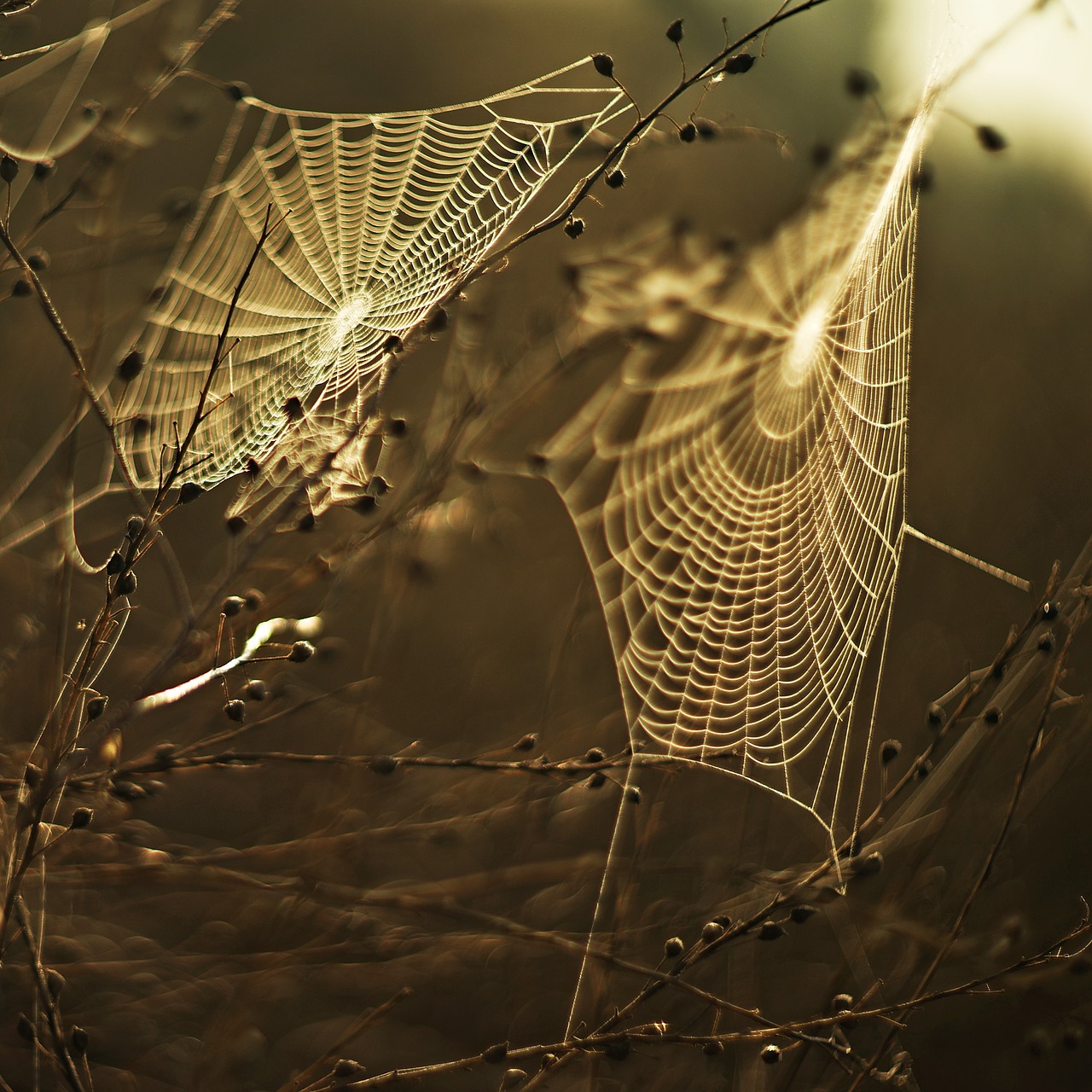 meadow web sunset free photo