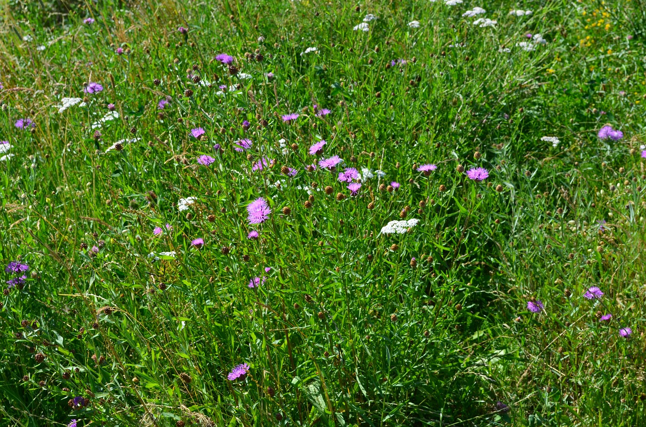 meadow flowers summer meadow free photo