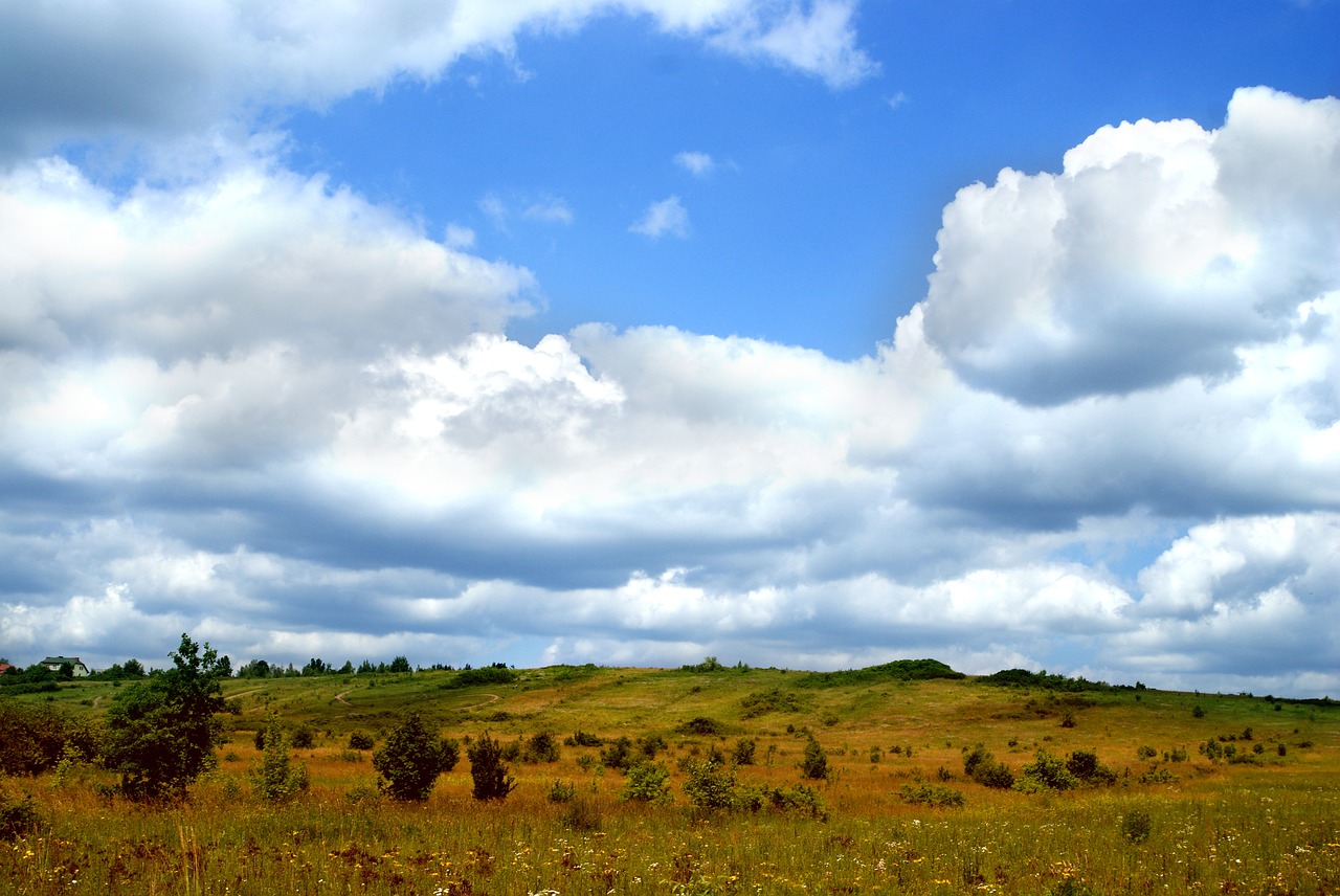 meadow grass nature free photo