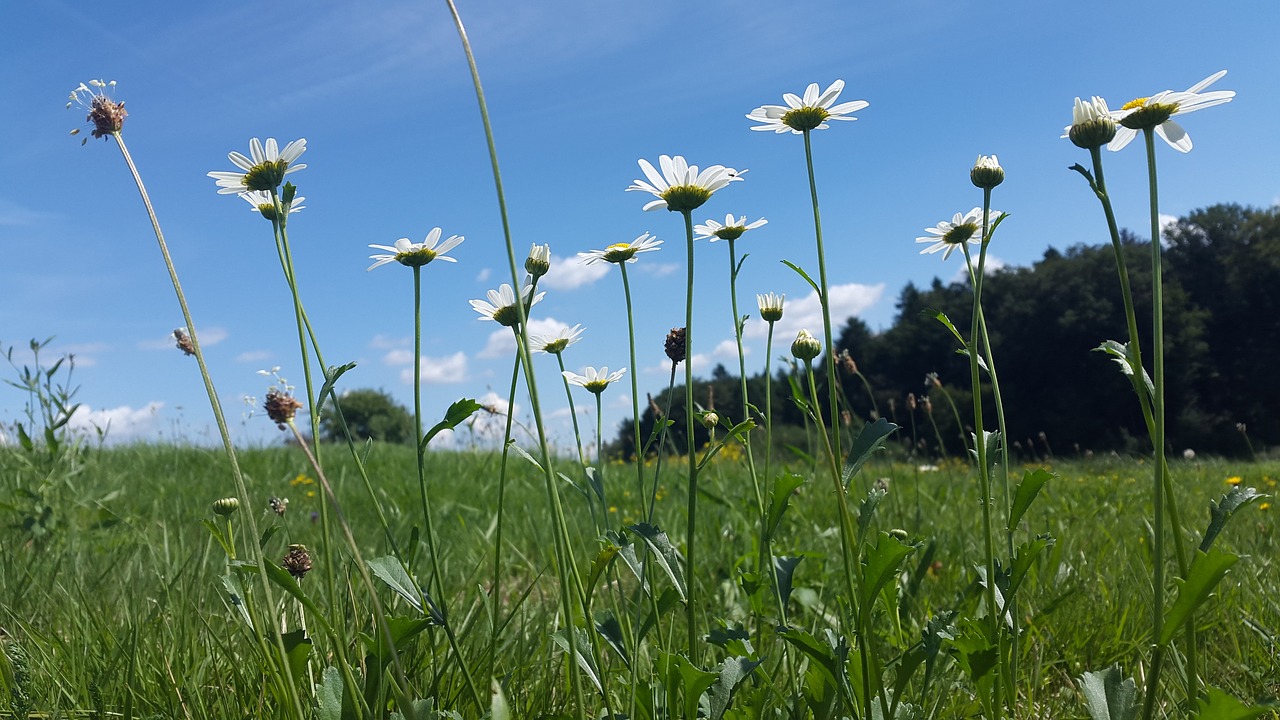 meadow summer meadow nature free photo