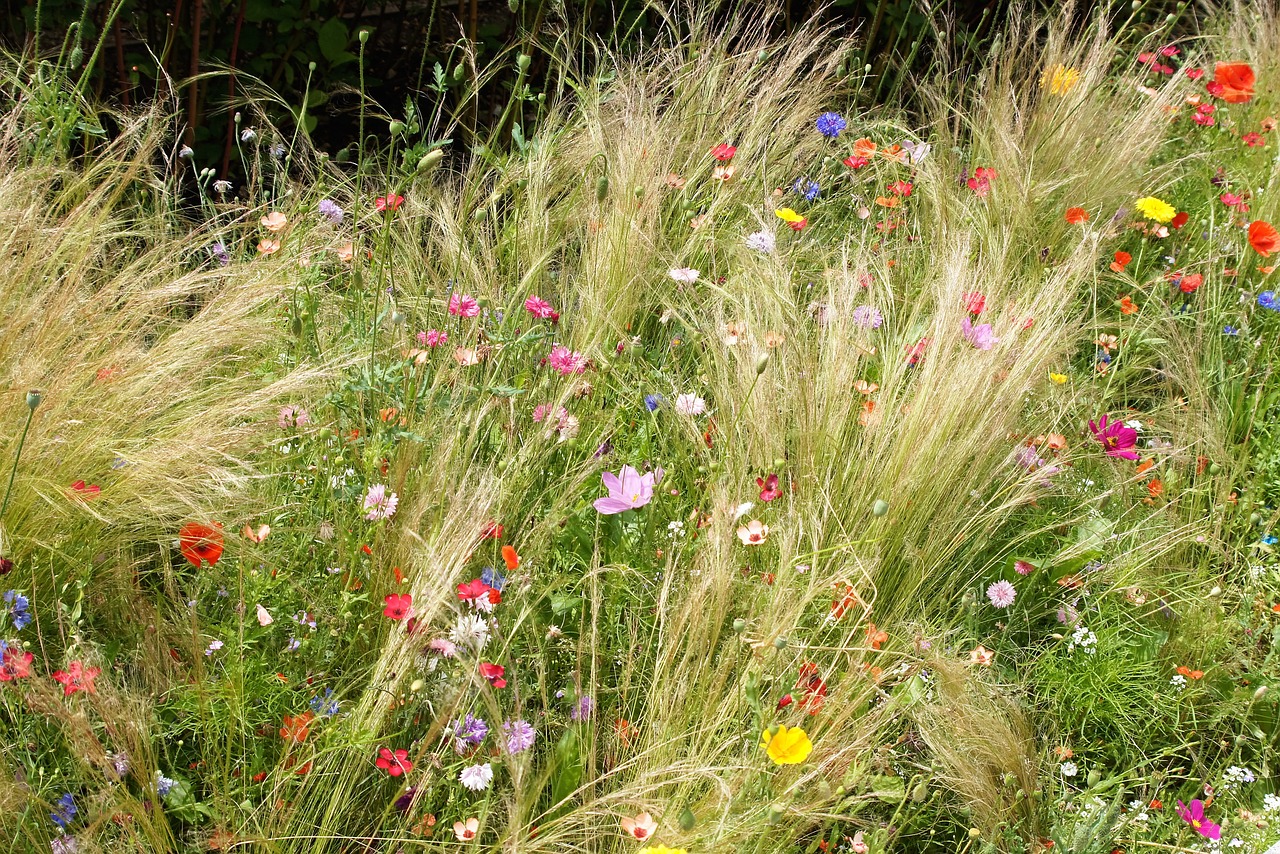 meadow wildflower flower free photo