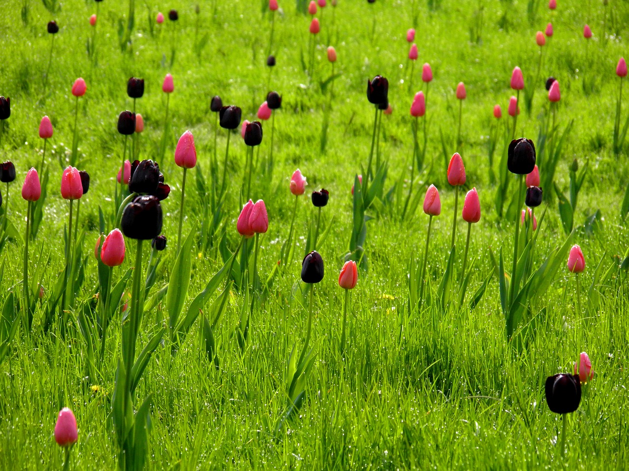 meadow flowers tulips free photo