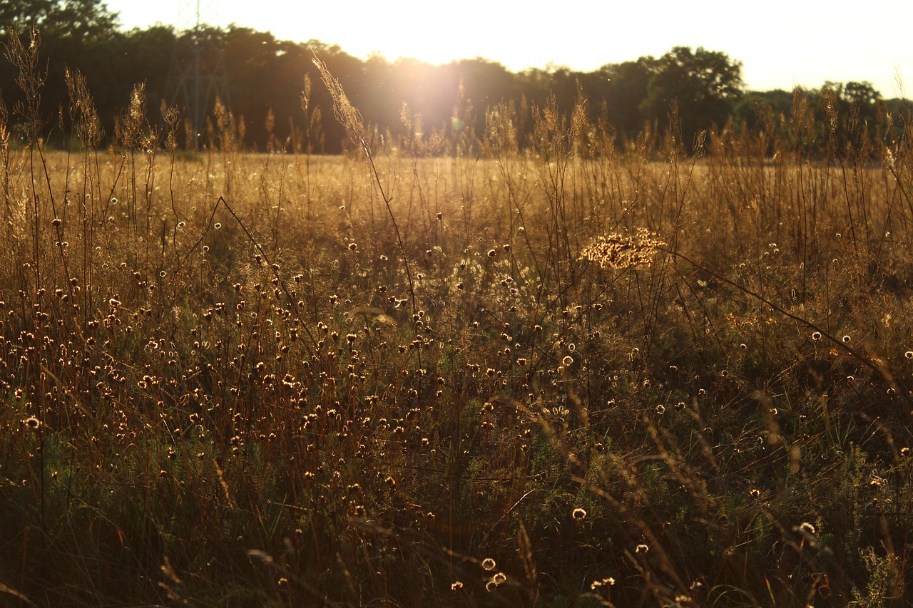 meadow sunset grasses free photo