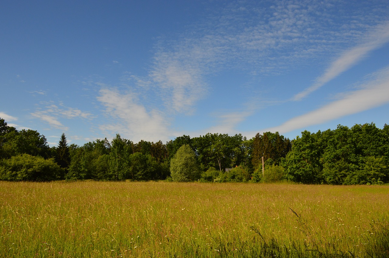 meadow forest clouds free photo