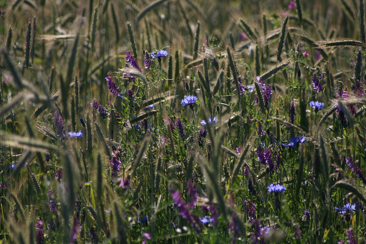 meadow grain cornflowers free photo