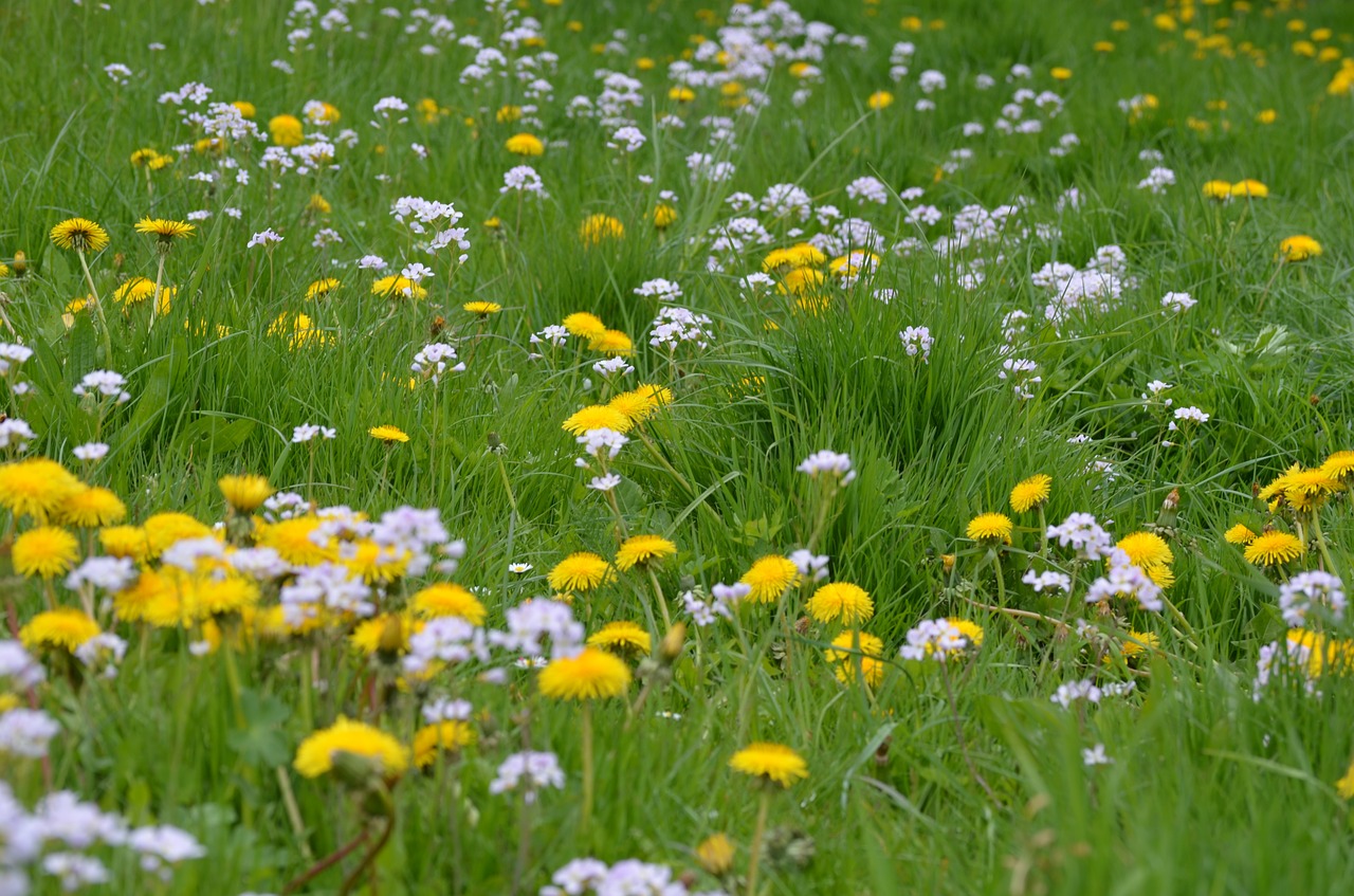 meadow spring yellow free photo