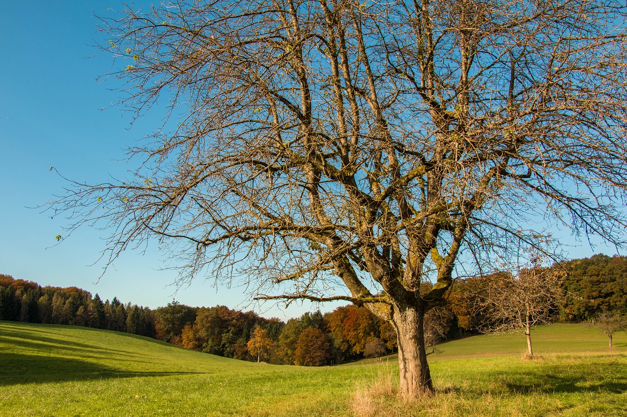 meadow fruit tree autumn free photo