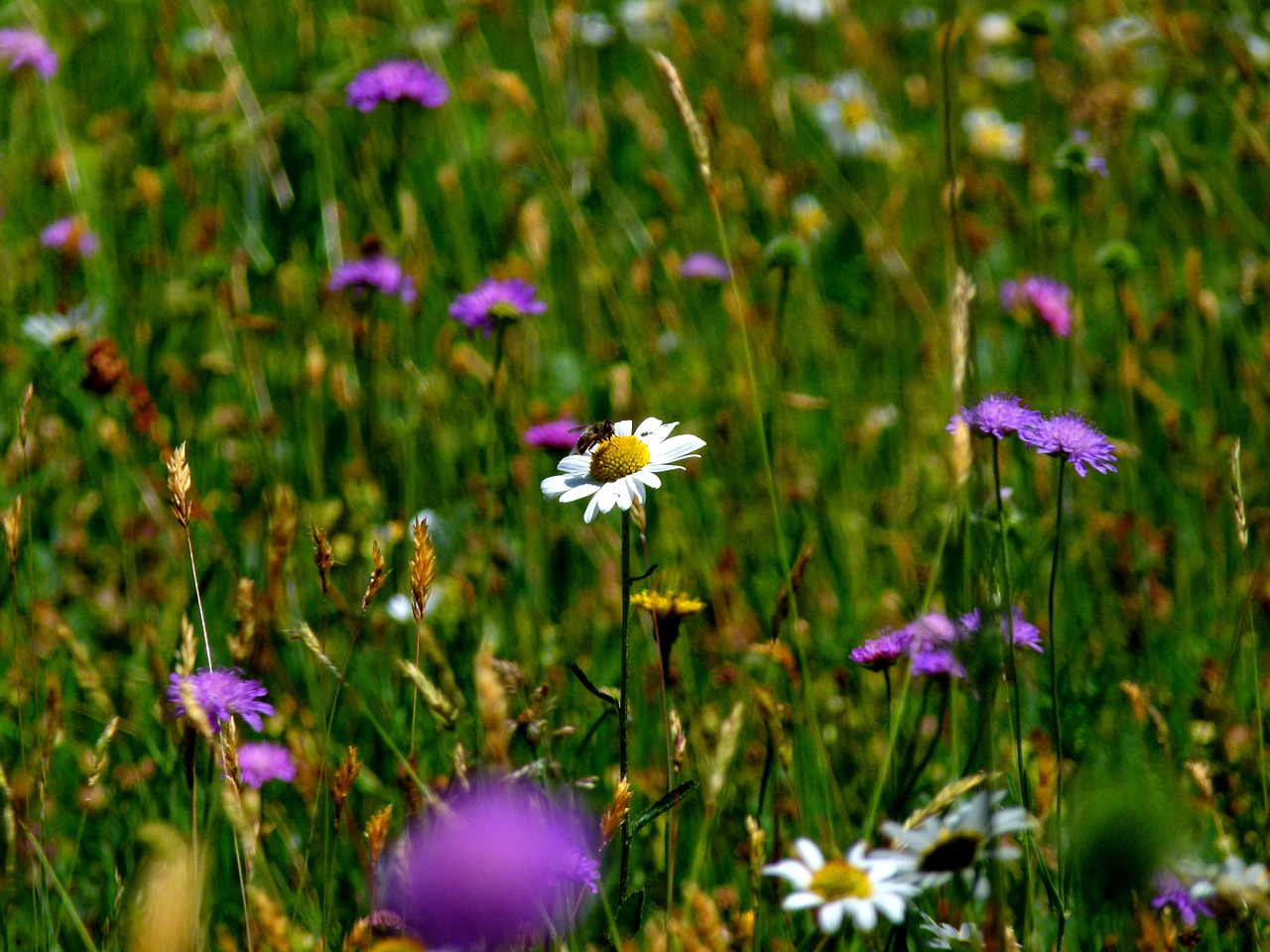 meadow mood nature free photo