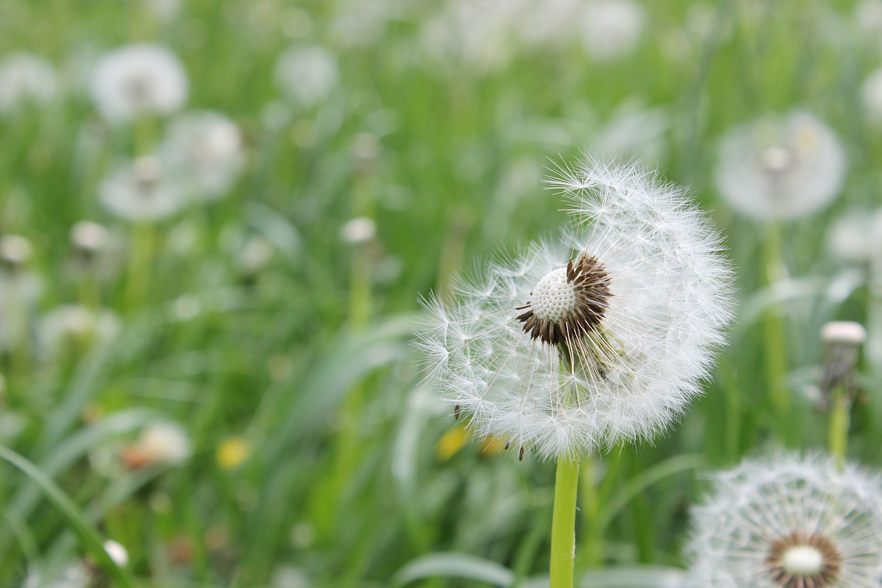 meadow green grass free photo