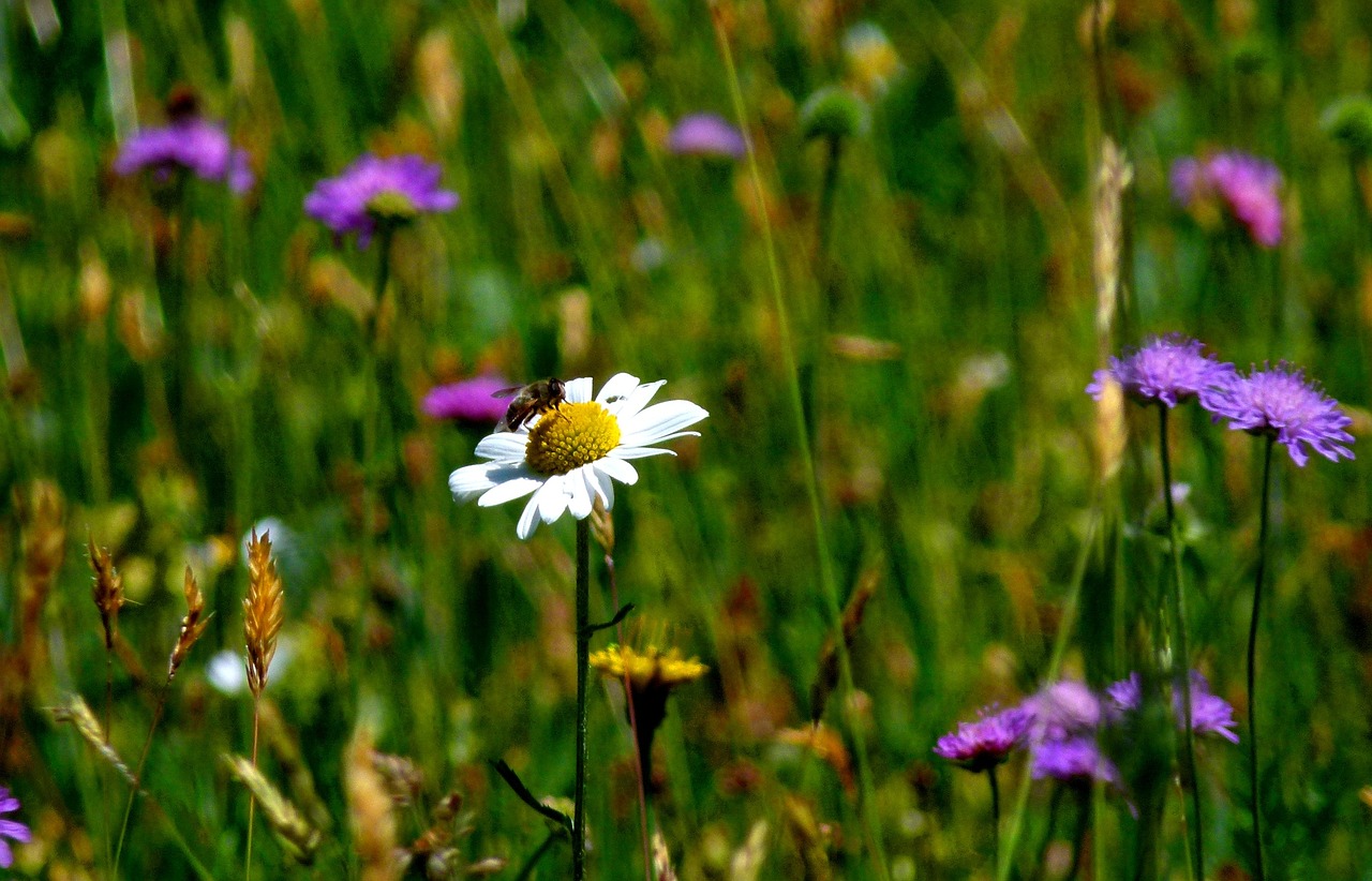 meadow mood nature free photo