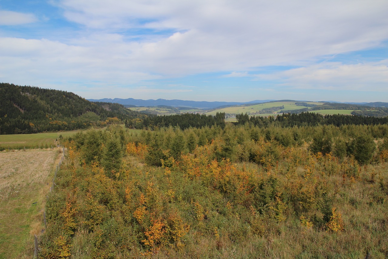 meadow forest nature free photo