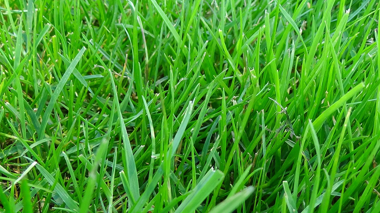 meadow grass green free photo