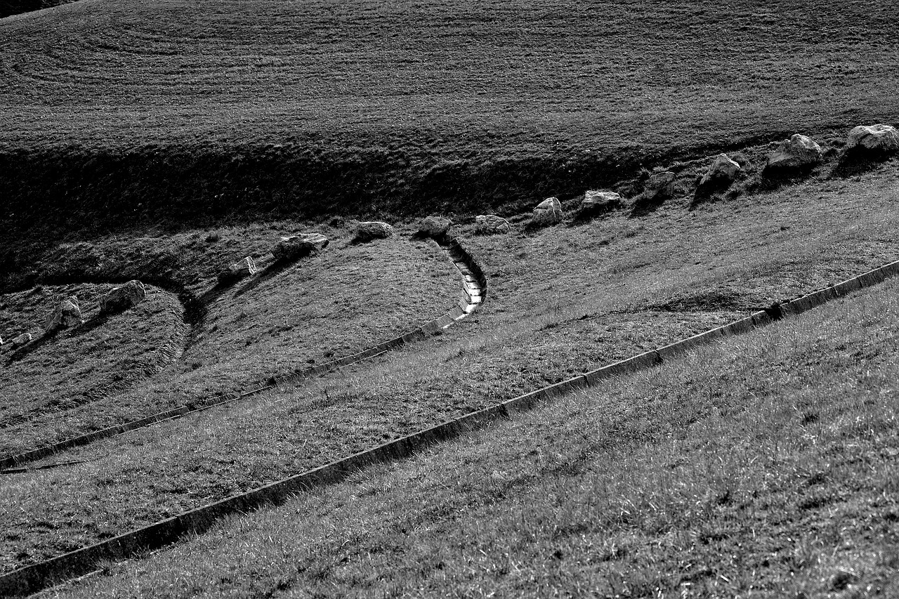 meadow summer field free photo