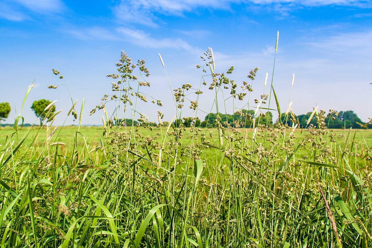 meadow sky grass free photo