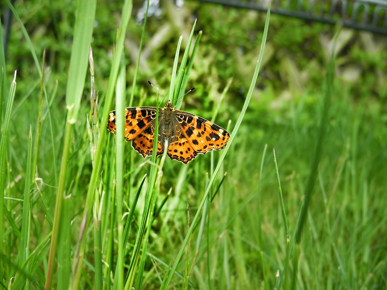 meadow green butterfly free photo