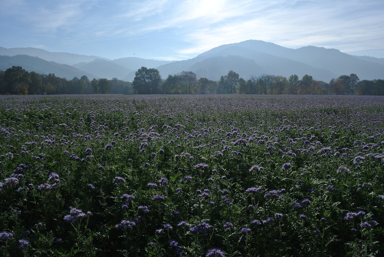 meadow autumn germany free photo