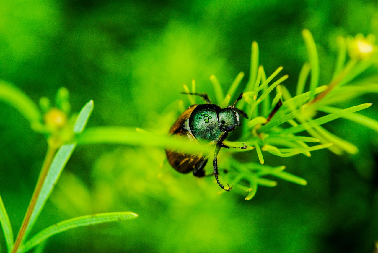 meadow grass beetle free photo