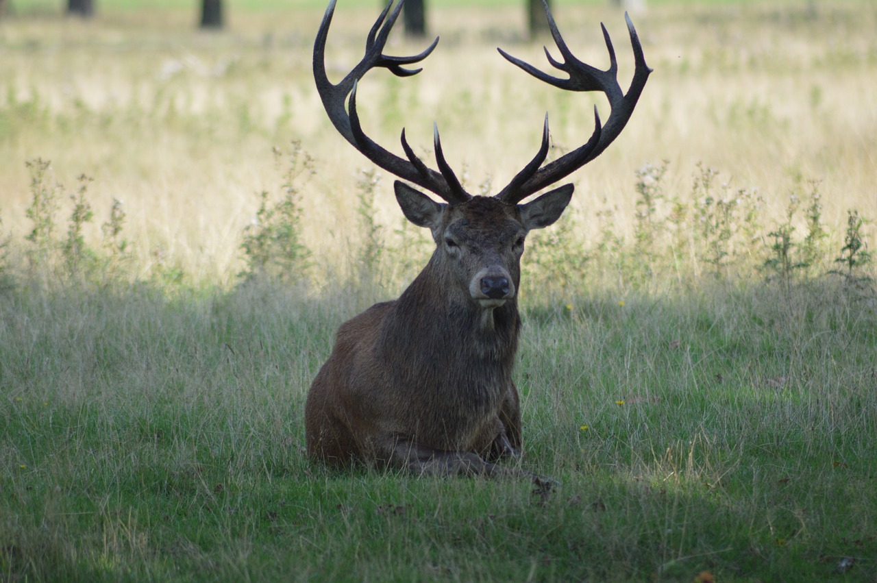 meadow nature deer free photo