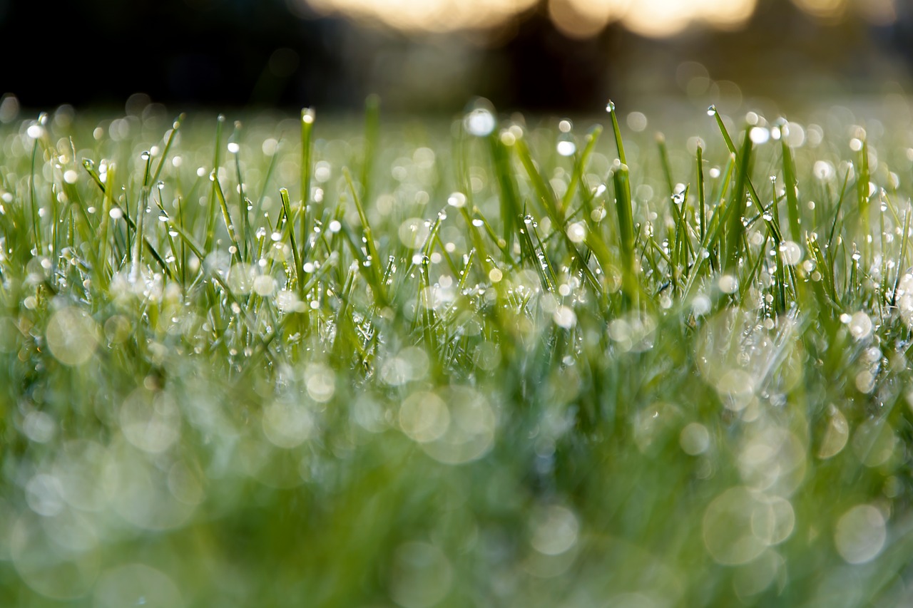 meadow dew morning free photo