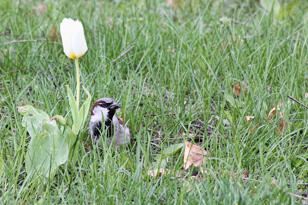 meadow flower blossom free photo