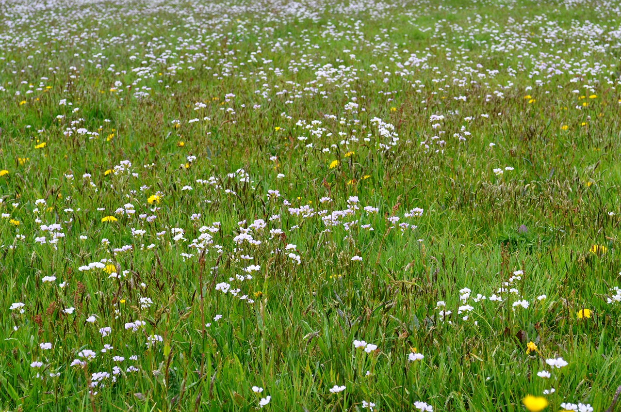 meadow flowers white free photo