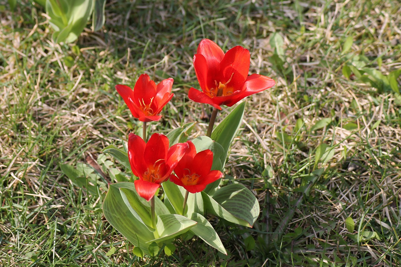 meadow flower tulips free photo