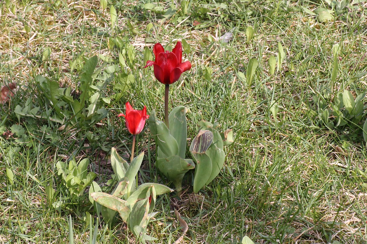 meadow flower tulips free photo