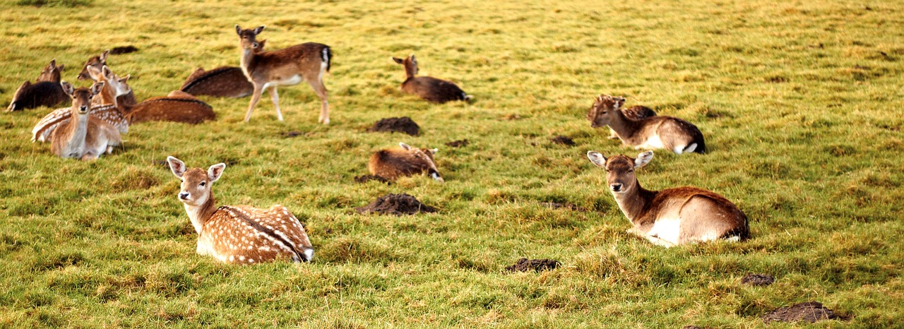 meadow rest deer free photo