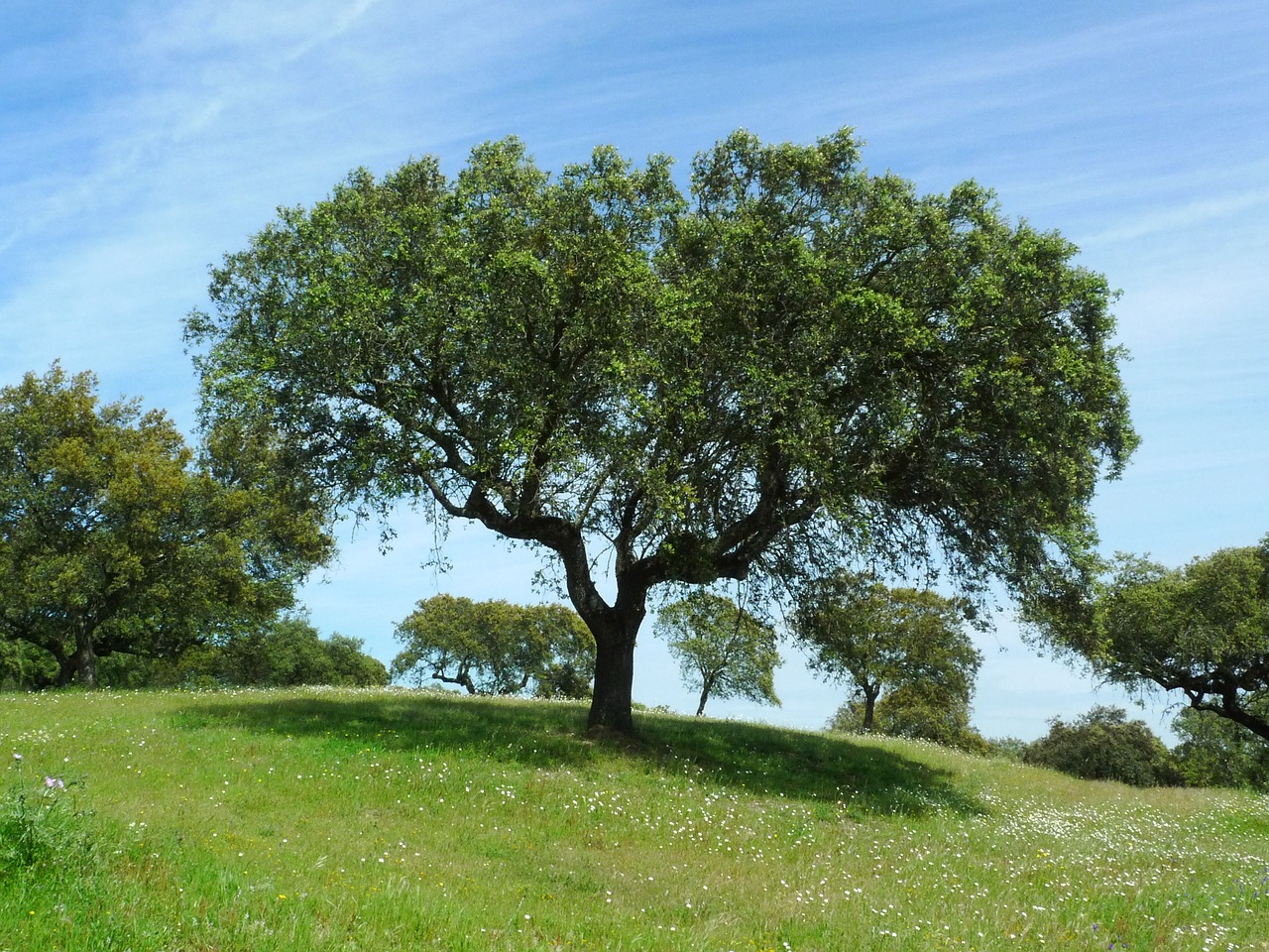 meadow tree nature free photo