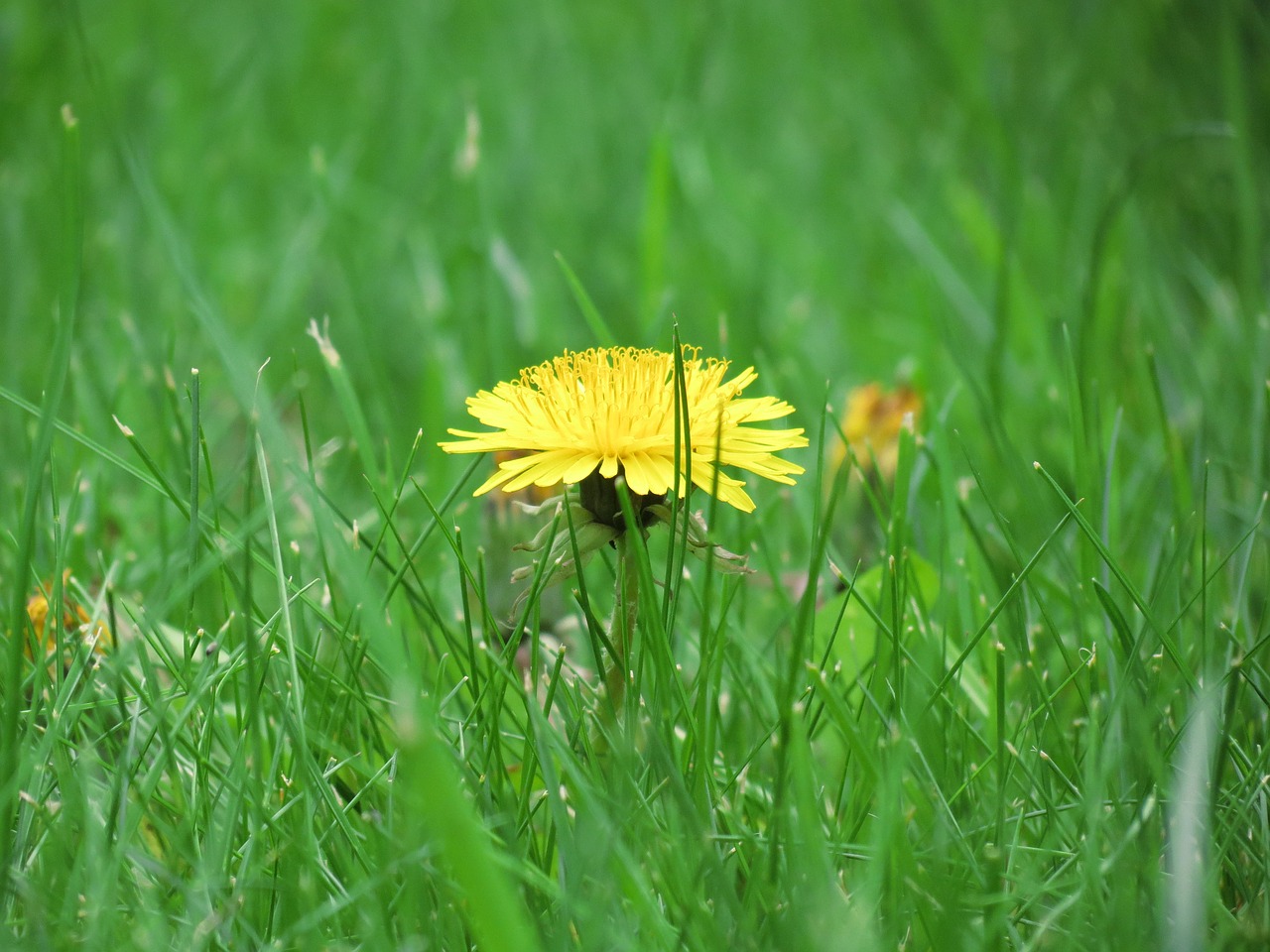 meadow buttercup flower free photo