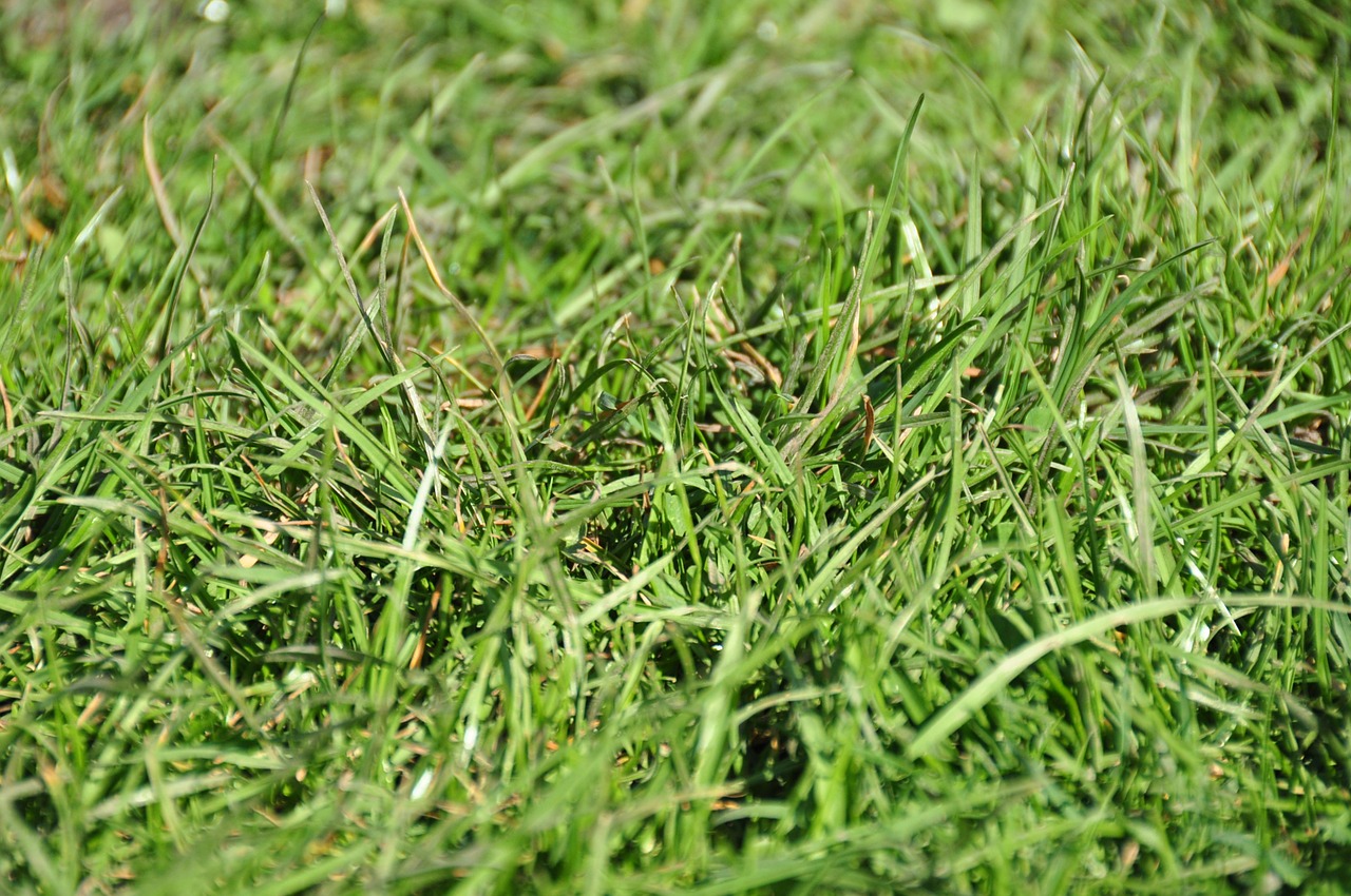 meadow grasses nature free photo