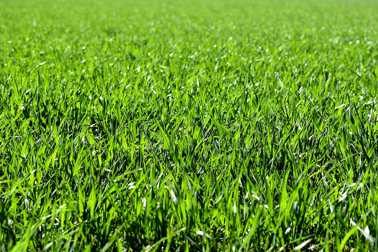 meadow field green free photo