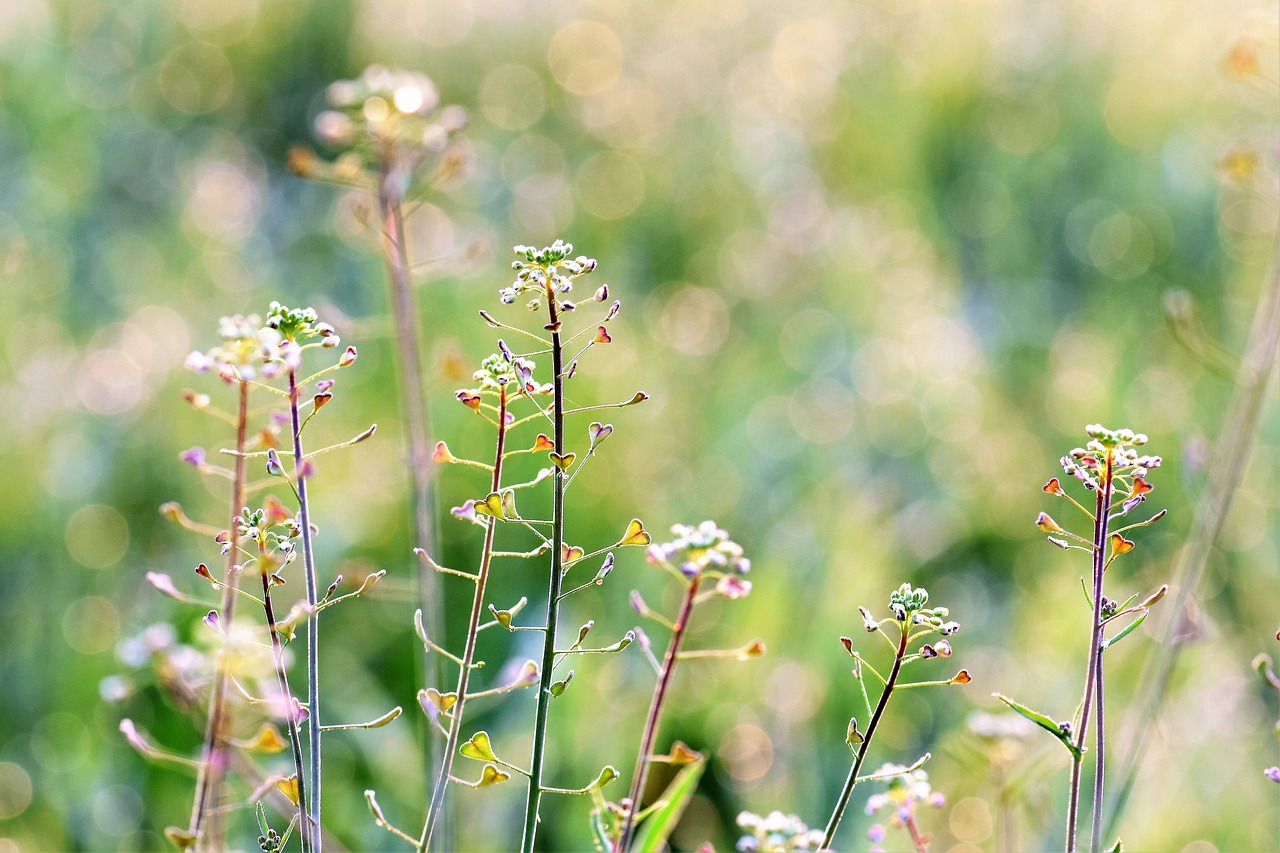 meadow herbs halme free photo