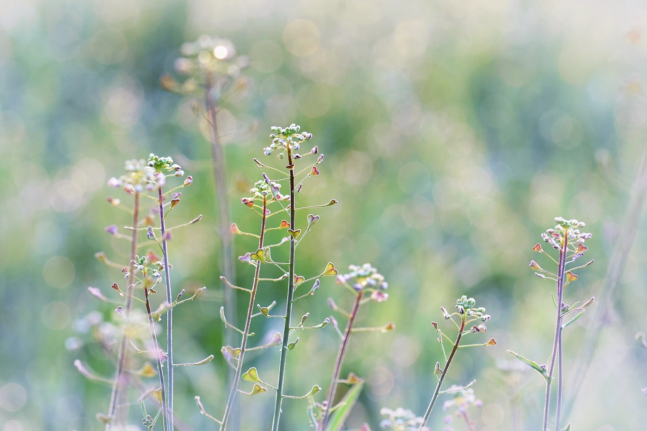 meadow herbs halme free photo