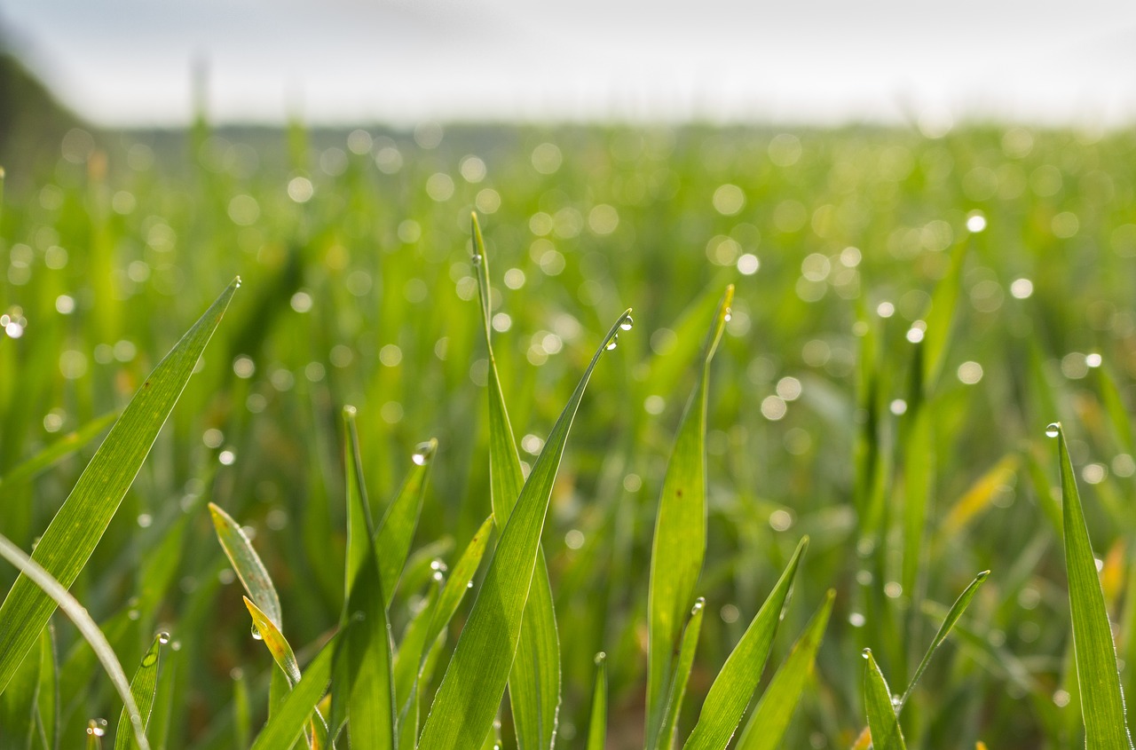 meadow field barley free photo