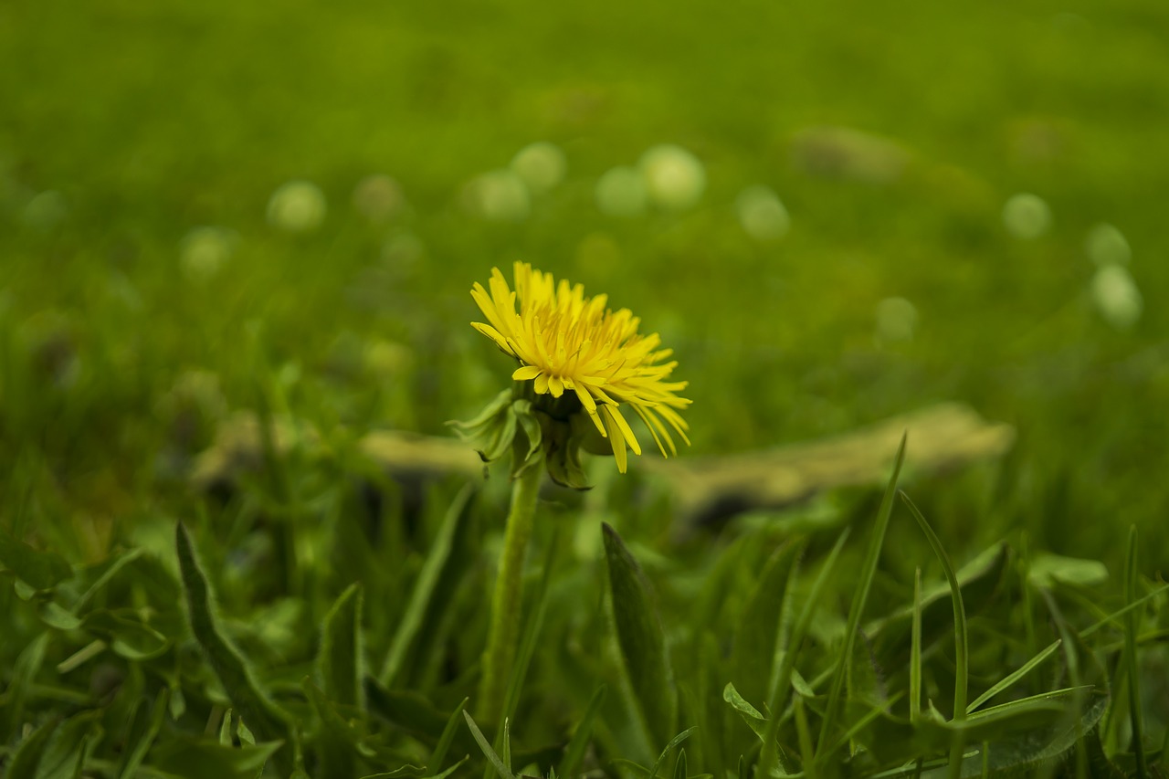 Фото Весна Green Yellow