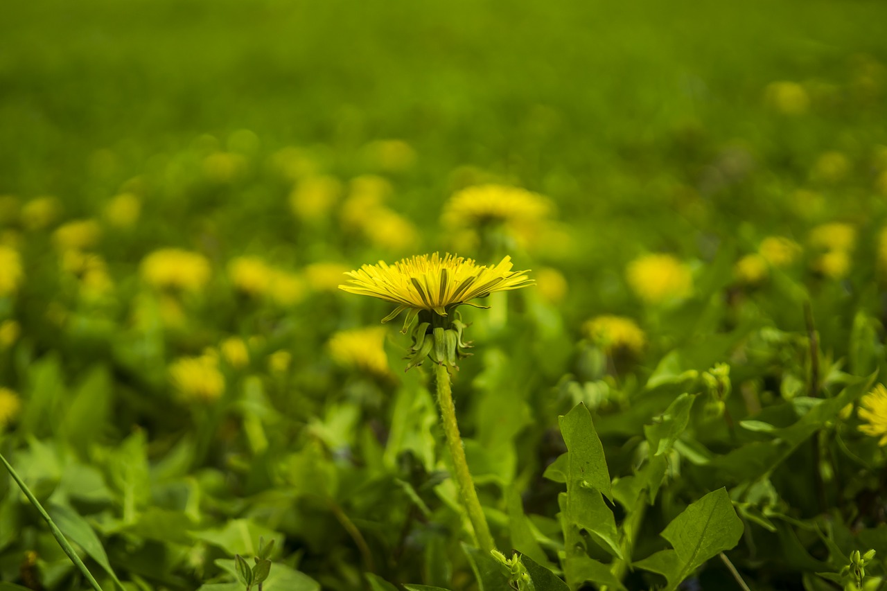 meadow dandelion yellow free photo