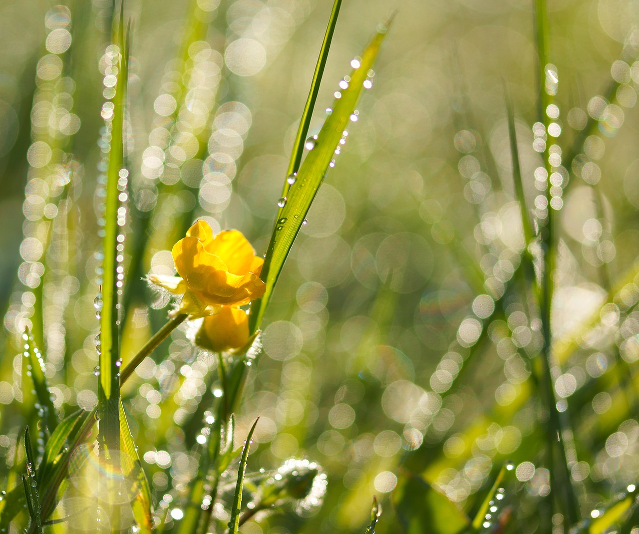 meadow dewdrop dew free photo