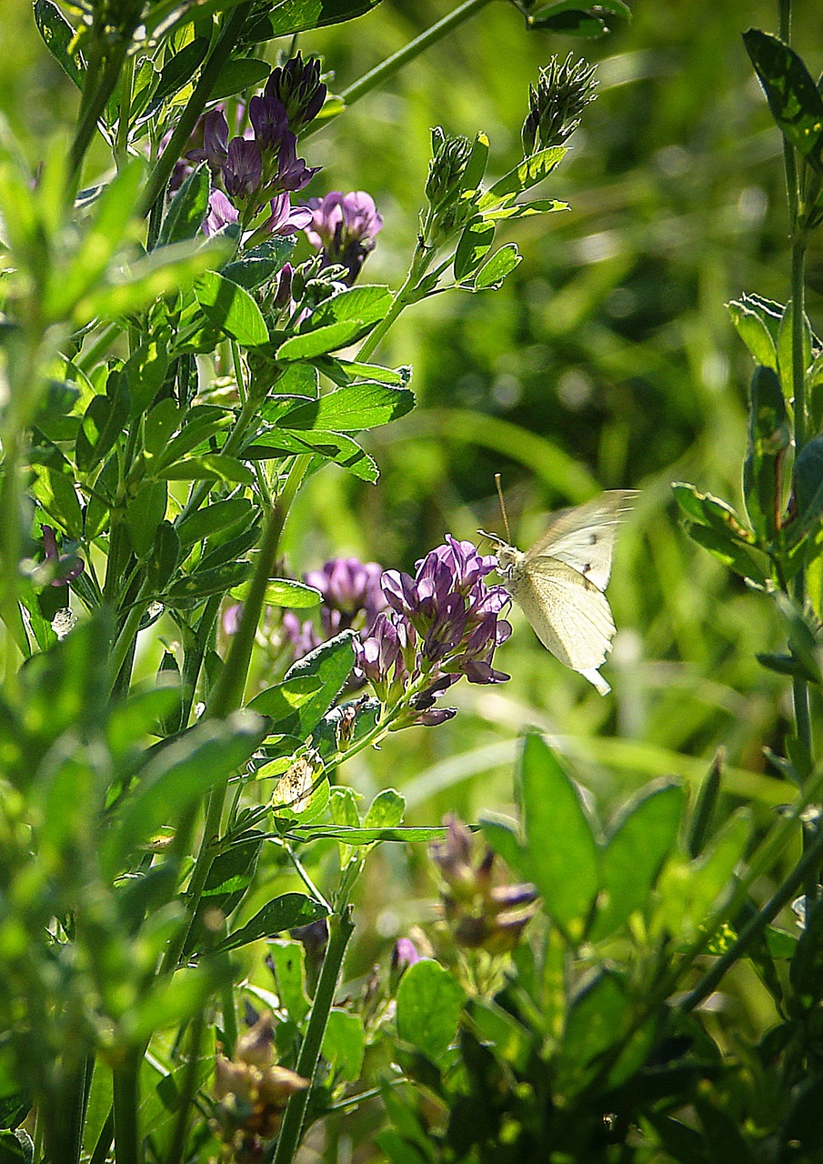 meadow butterfly nature free photo