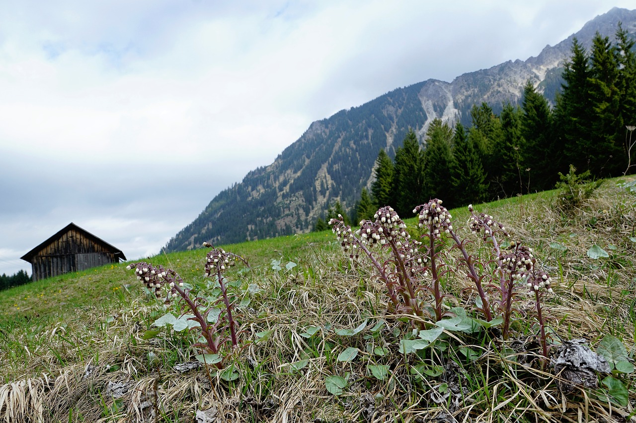 meadow mountains allgäu free photo