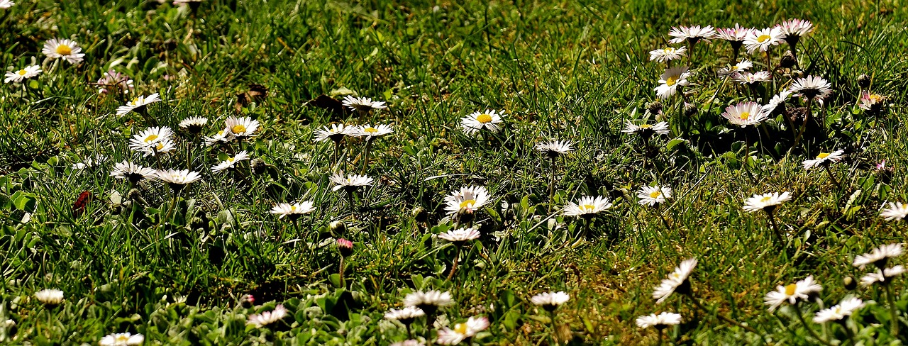 meadow garden daisy free photo