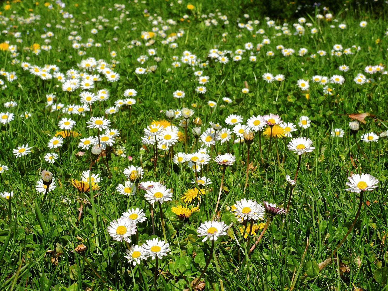 meadow flower meadow daisy free photo