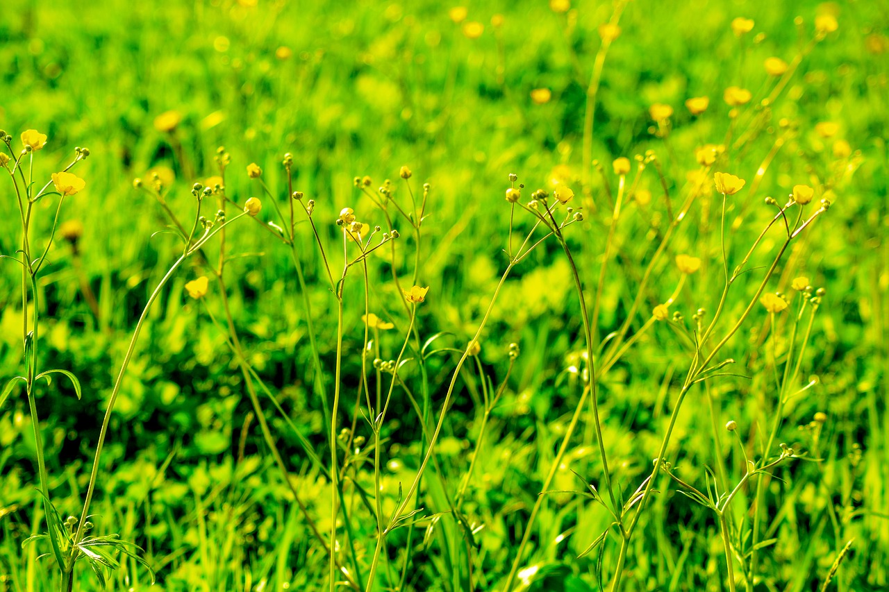 meadow yellow flowers green free photo