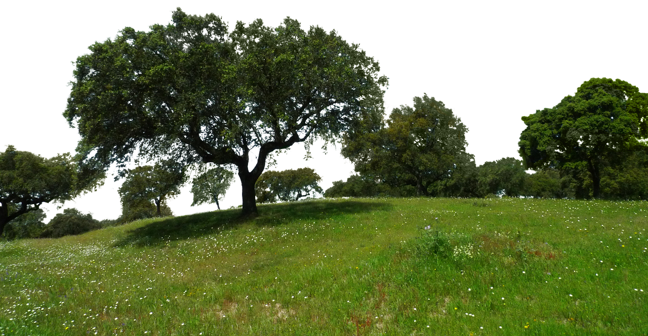 meadow trees isolated free photo