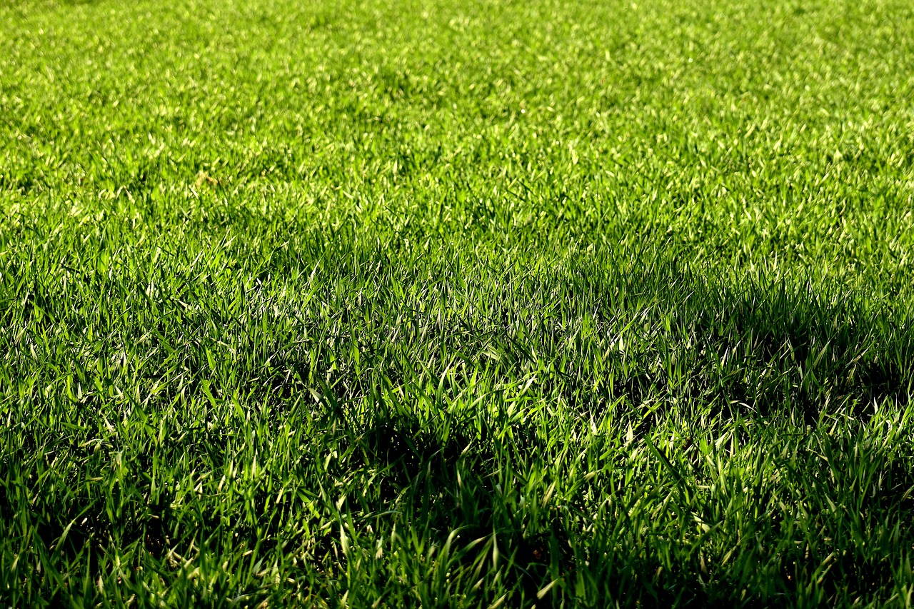 meadow grass nature free photo