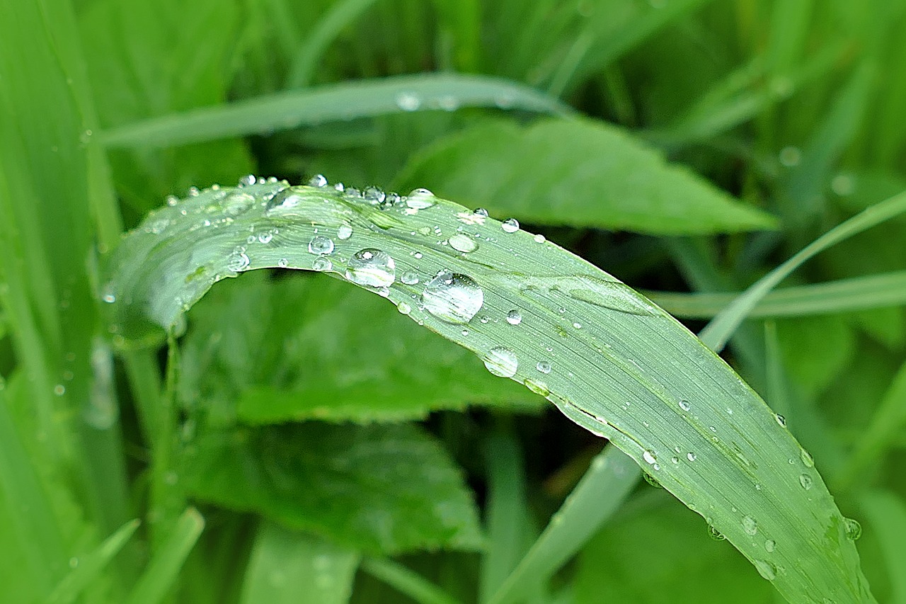 meadow grass drop of water free photo